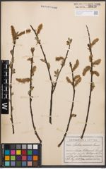 Foto von Salix cinerea L.